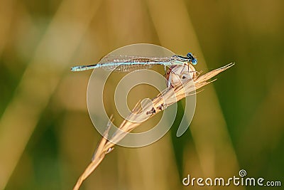 Damselfly sitting on dry grass with a small snail Stock Photo