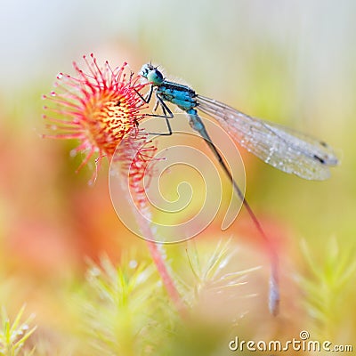 Damselfly stuck in Sundew Stock Photo