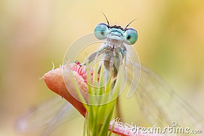 Damselfly trapped in sundew Stock Photo