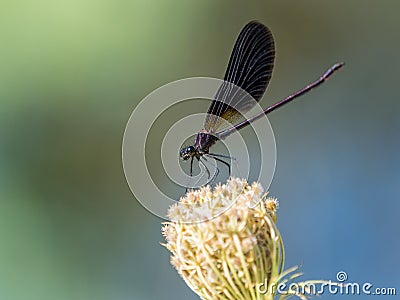 Damselfly zygoptera on a flower against colorful background Stock Photo