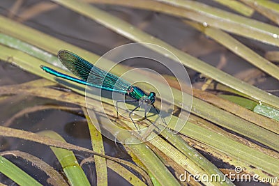 Damselfly Zygoptera resting on reeds in the River Rother Stock Photo