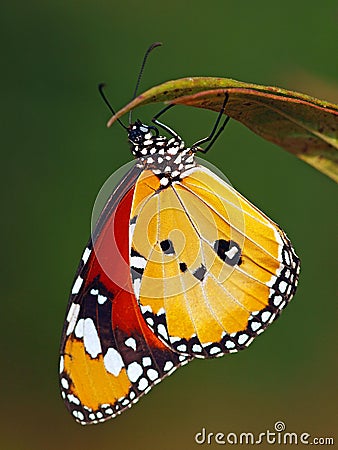 Danaus chrysippus Butterflie Stock Photo