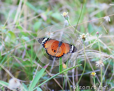 Danaus chrysippus, butterflies perched among the flowers Stock Photo