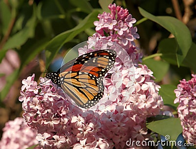 Exquisite Monarch Butterfly Nectaring on Pink Lilac Stock Photo