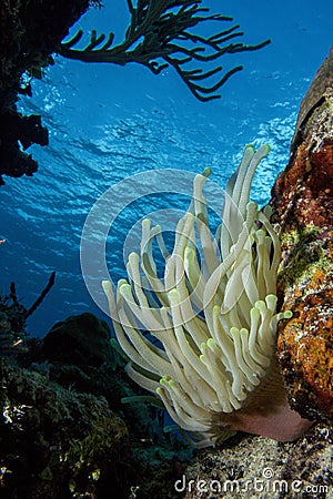 Dancing Anemone in the ocean floor surrounded by coral Stock Photo