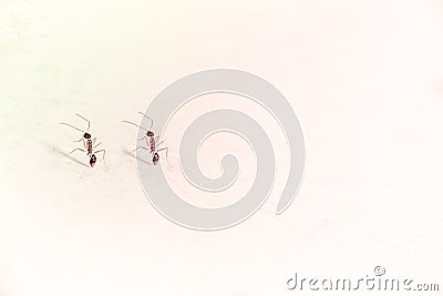 Dancing Ants with dust on floor Stock Photo