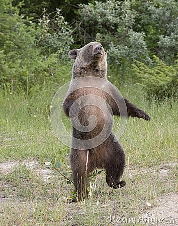 Dancing Bear Stock Photo