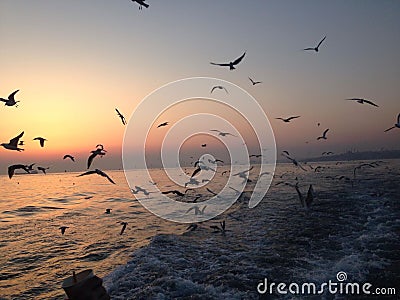 Dancing birds on the Sea Stock Photo