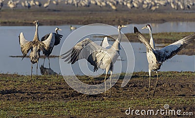 Dancing cranes. Common crane in Birds Natural Habitats. Bird watching in Hula Valley Stock Photo