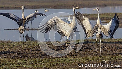 Dancing cranes. Common Crane in a natural bird habitat. Birdwatching in the Hula Valley at sunrise Stock Photo