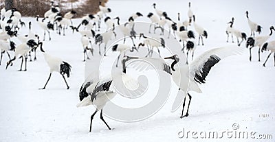 Dancing Cranes. The ritual marriage dance of cranes. Stock Photo