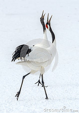 Dancing Cranes. The ritual marriage dance of cranes. The red-crowned cranes Stock Photo