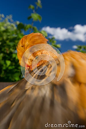 Dancing Crested Chicken with Spread Wing Stock Photo