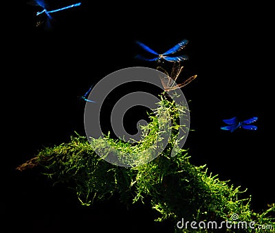 Dancing Dragonflies Stock Photo