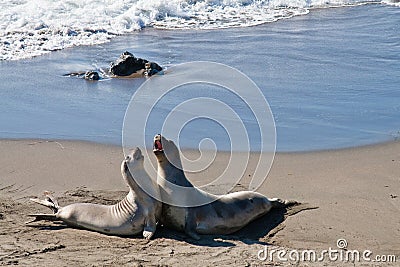 Dancing Elephant Seals at Piedras Blancas, San Simeon Stock Photo