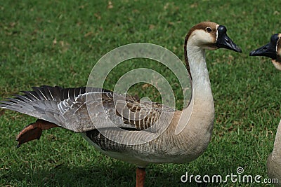 Dancing Goose Stock Photo