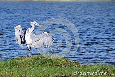 Dancing grey heron Stock Photo