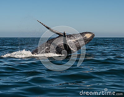 Dancing humpback whale Stock Photo