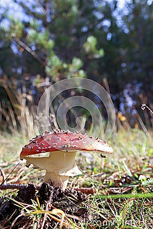Dancing mushroom. Mushroom curtsey. Amanita muscaria close up am Stock Photo