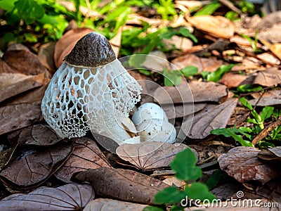 Dancing mushroom growing on the ground full of dry leaves Stock Photo