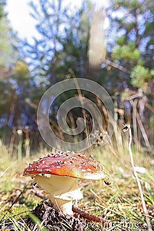 Dancing mushroom. Mushroom curtsey. Amanita muscaria close up am Stock Photo