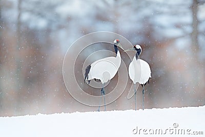 Dancing pair of Red-crowned crane with open wing in flight, with snow storm, Hokkaido, Japan. Bird in fly, winter scene with snow. Stock Photo