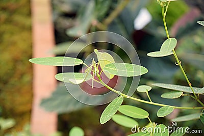 Dancing plant, or semaphore plant, is a tropical Asian shrub Stock Photo