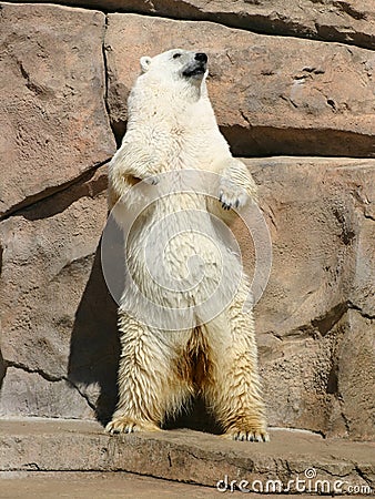 Dancing Polar Bear Stock Photo