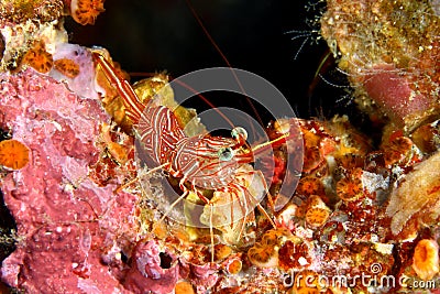 Dancing shrimp Stock Photo