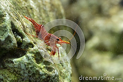 Dancing shrimp, Hinge-beak shrimp, Camel shrimp Stock Photo