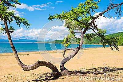 Dancing tree on the sandy beach of Lake Hovsgol, Mongolia Stock Photo