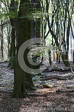 Dancing trees in Speulderbos in the Netherlands Stock Photo