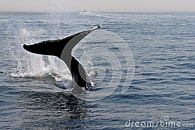 Dancing Whale Stock Photo