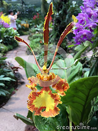 Yellow orange Dancing girl with long dress looking orchid flower Stock Photo