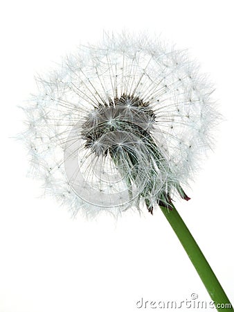 Dandelion Stock Photo