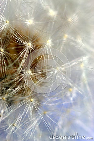 Dandelion Stock Photo