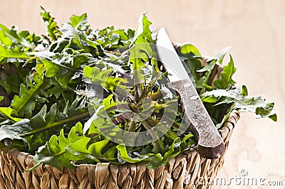 Dandelion Stock Photo