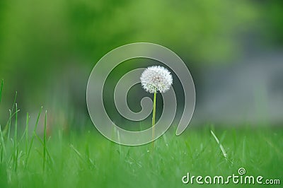 Dandelion Stock Photo