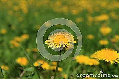 Dandelion Stock Photo