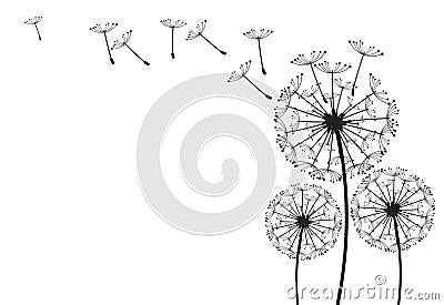 Dandelion Vector Illustration