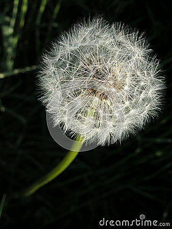 Dandelion 4 Stock Photo