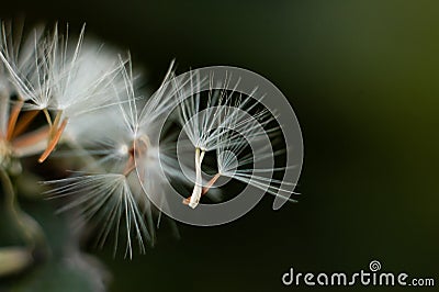 Dandelion Stock Photo