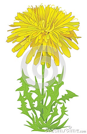 Dandelion Vector Illustration