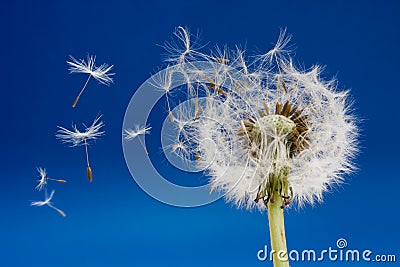 Dandelion Stock Photo