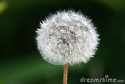 Dandelion Stock Photo