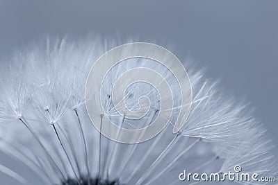 Dandelion abstract background Stock Photo