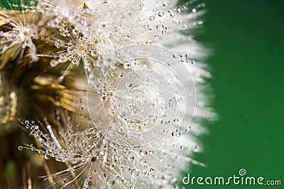 Dandelion abstract background. Shallow depth of field. Stock Photo