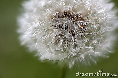 Dandelion abstract closeup, tranquil art scene Stock Photo