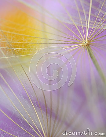 Dandelion abstract macro detail flower in violet color Stock Photo