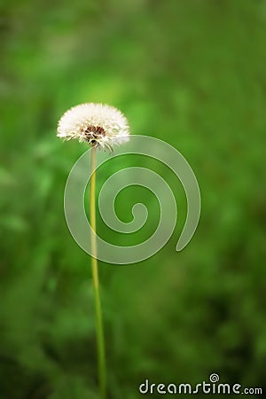 Dandelion across a fresh green background. Dandelion seeds. Flower in field. Vertical photography Stock Photo